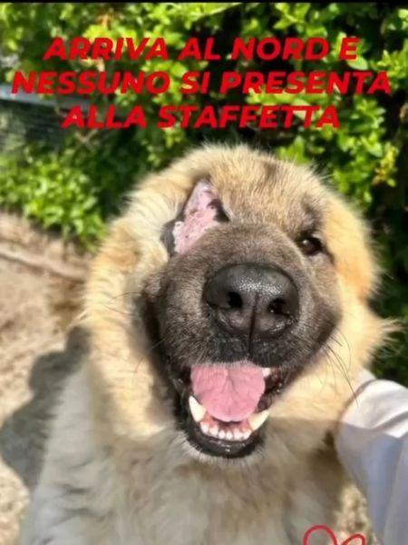 Mix Pastore 2anni, picchiato,salito al nord e rifiutato!VOGHERA(PV) | Foto 3