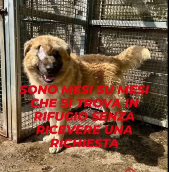 Mix Pastore 2anni, picchiato,salito al nord e rifiutato!VOGHERA(PV) | Foto 2