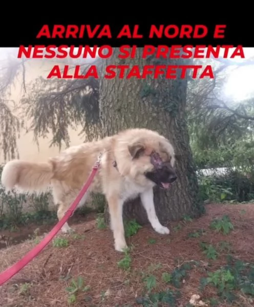 Mix Pastore 2anni, picchiato,salito al nord e rifiutato!VOGHERA(PV) | Foto 0