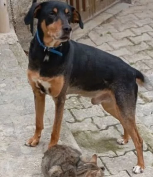 6anni e 1/2 sei vissuti in casa!!ok gatti.URGENTE SICILIA 