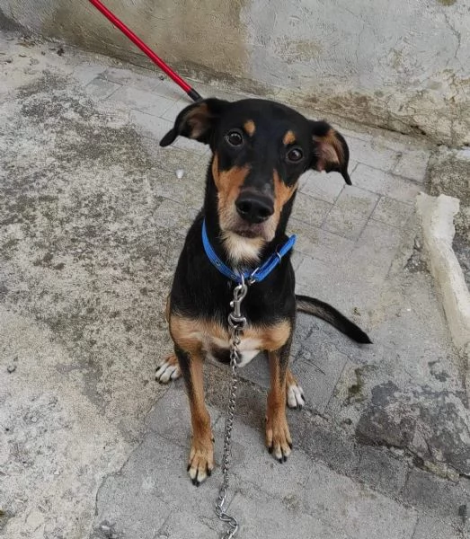 6anni e 1/2 sei vissuti in casa!!ok gatti.URGENTE SICILIA  | Foto 1