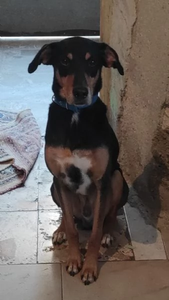 6anni e 1/2 sei vissuti in casa!!ok gatti.URGENTE SICILIA  | Foto 0