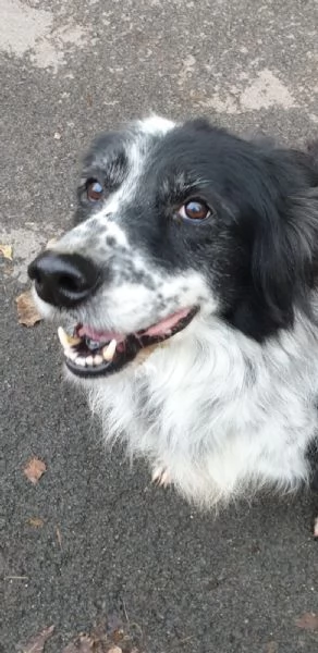 2 fratelli mix Setter classe 2012 .. 9anni di canile.. | Foto 1