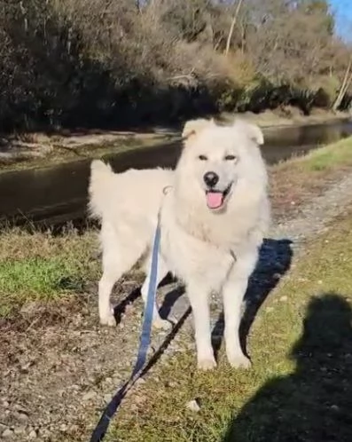 Bubu batuffolo splendido  5anni salito a Novara 1anno fa...