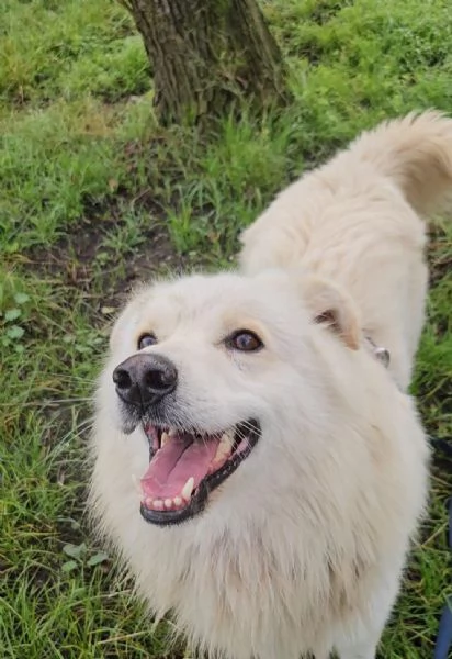 Bubu batuffolo splendido  5anni salito a Novara 1anno fa... | Foto 4