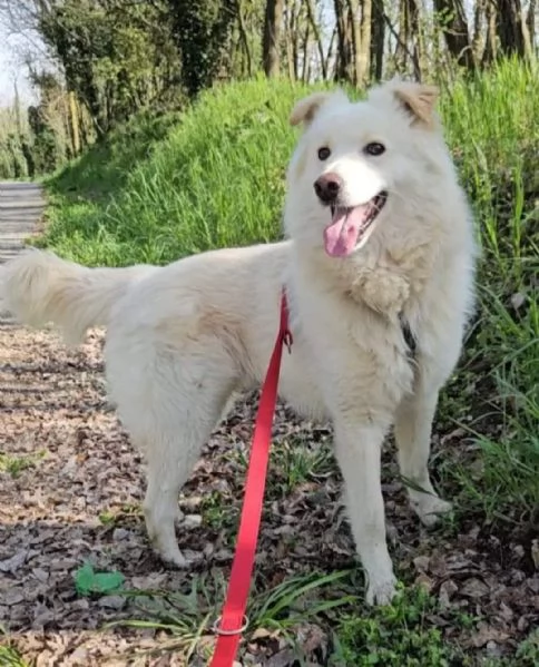 Bubu splendido 5anni,2 a catena,da 3 in box! SOS NOVARA