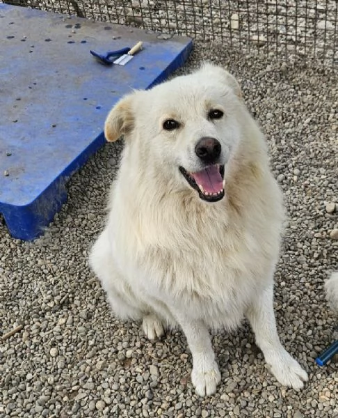 Bubu batuffolo splendido  5anni salito a Novara 1anno fa... | Foto 1