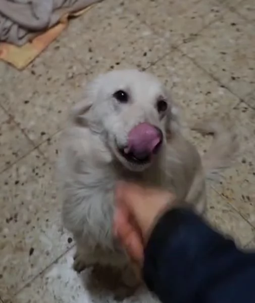 3anni femmina kg18 cerca cuore grande SUD | Foto 0