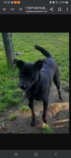 Peppino nero 4/5anni salvato 2anni fa!!  NAPOLI SOS URGENTE
