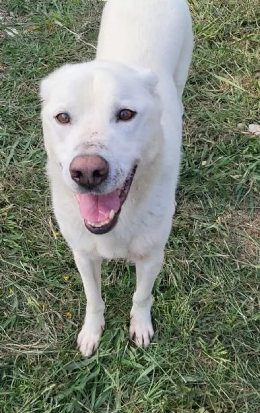 Rino 7anni VIVEVA H24 CON LA MUSERUOLA!!CASERTA | Foto 3