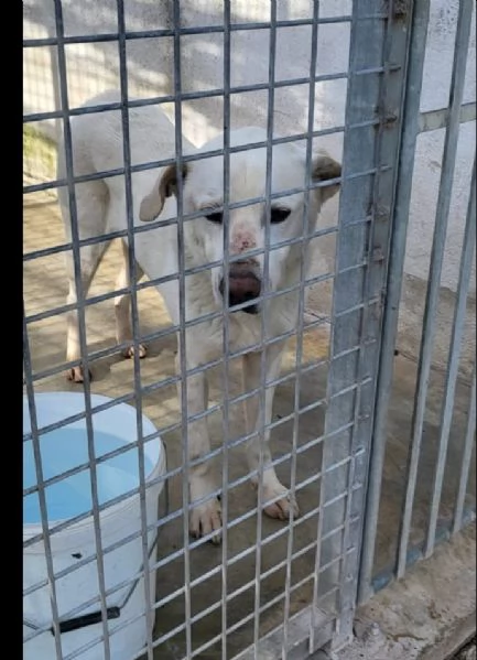 Rino 7anni VIVEVA H24 CON LA MUSERUOLA!!CASERTA