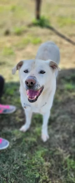 Rino 7anni VIVEVA H24 CON LA MUSERUOLA!!CASERTA | Foto 2