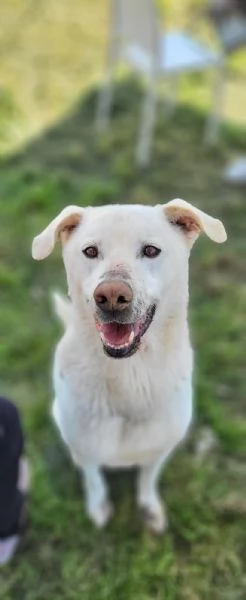 Rino 7anni VIVEVA H24 CON LA MUSERUOLA!!CASERTA | Foto 1