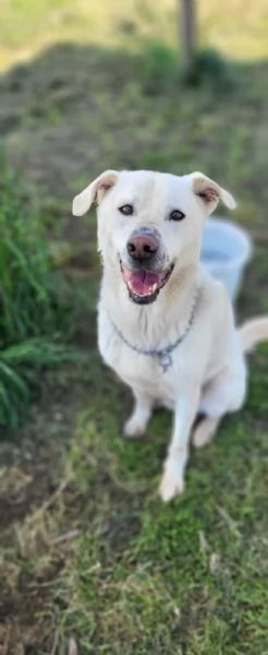 Rino 7anni VIVEVA H24 CON LA MUSERUOLA!!CASERTA | Foto 0