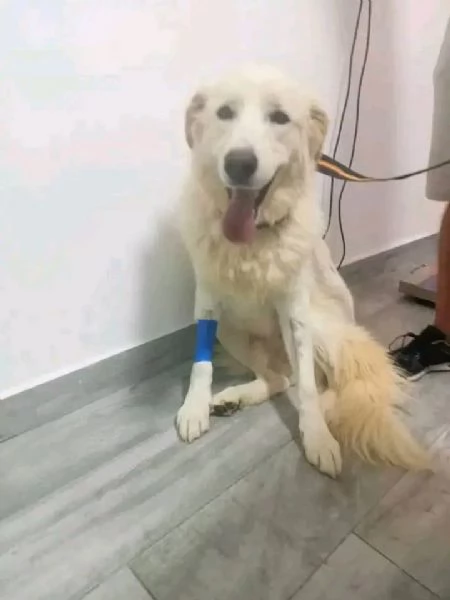 Maremmano 4anni vive in poco spazio.CALABRIA SOS CASA