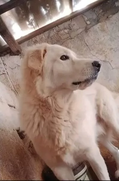 Maremmano 4anni vive in poco spazio.CALABRIA SOS CASA | Foto 3