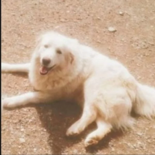 Maremmano 4anni vive in poco spazio.CALABRIA SOS CASA | Foto 2