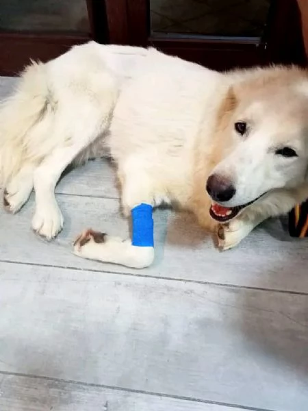 Maremmano 4anni vive in poco spazio.CALABRIA SOS CASA | Foto 1