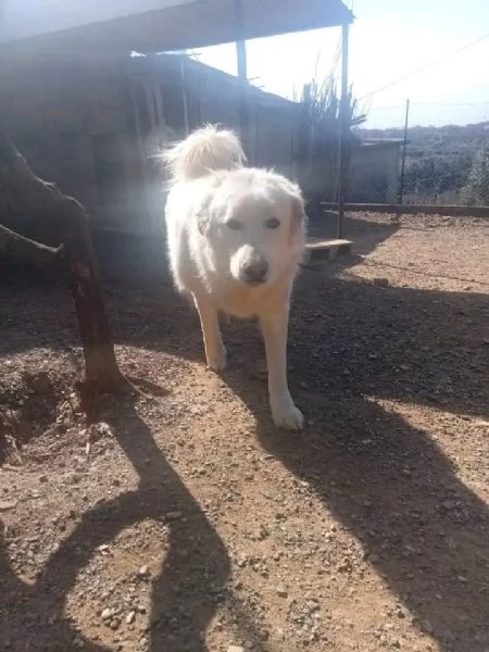 Maremmano 4anni vive in poco spazio.CALABRIA SOS CASA | Foto 0