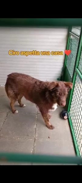 Ciro 2anni pelo fulvo occhi chiari da salvare.MESSINA | Foto 3