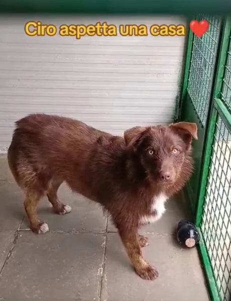 Ciro 2anni pelo fulvo occhi chiari da salvare.MESSINA | Foto 1