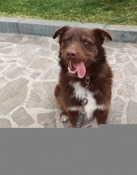 Ciro 2anni pelo fulvo occhi chiari da salvare.MESSINA