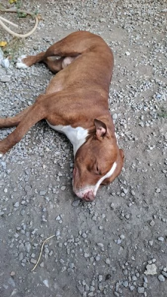 Pitbull 15mesi splendido ultimo rimasto.COSENZA