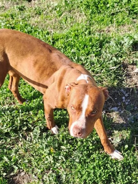 Pitbull 15mesi splendido ultimo rimasto.COSENZA | Foto 2