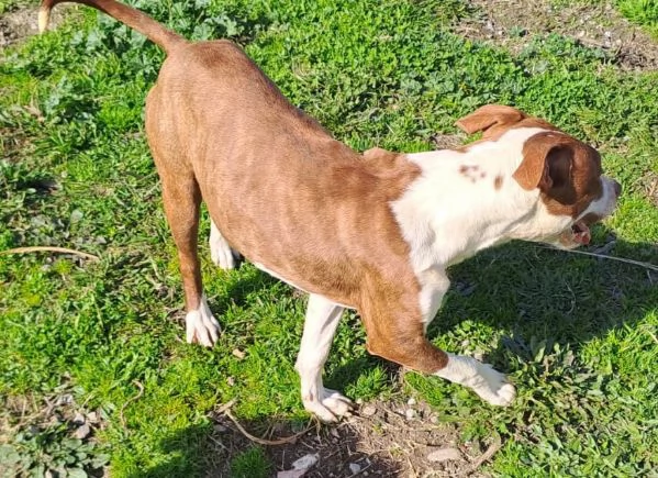 Pitbull 15mesi splendido ultimo rimasto.COSENZA | Foto 1