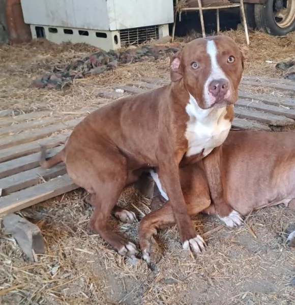 Pitbull 15mesi splendido ultimo rimasto.COSENZA | Foto 0