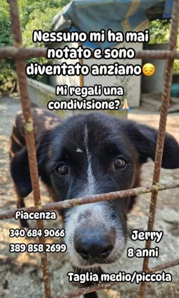 Jerry 8anni nessuno l ha considerato,medio piccolo.