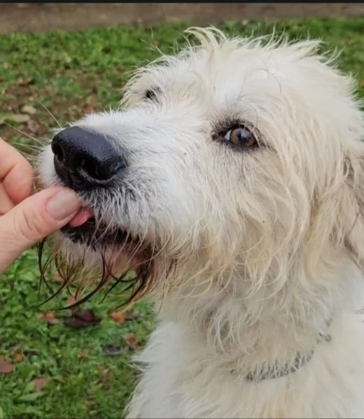 Simil Spinone 5/6anni splendido salvato 2anni fa .. | Foto 4