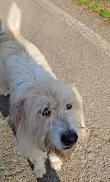 Simil Spinone 5/6anni splendido salvato 2anni fa .. | Foto 3