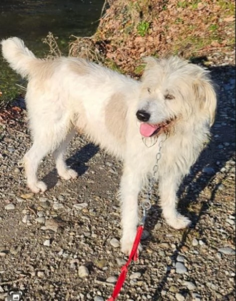 Simil Spinone 5/6anni splendido salvato 2anni fa .. | Foto 2