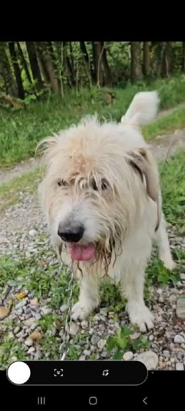 Simil Spinone 5/6anni splendido salvato 2anni fa .. | Foto 1