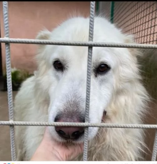 Mozart 3/4anni sparirà in 1megacanile! ROMA