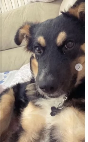 Kobe pastorino 2anni RINUNCIA DI PROPRIETÀ! MANTOVA  | Foto 1