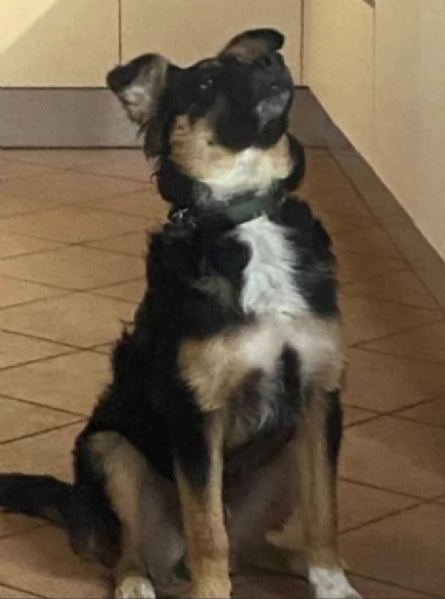 Kobe pastorino 2anni RINUNCIA DI PROPRIETÀ! MANTOVA  | Foto 0