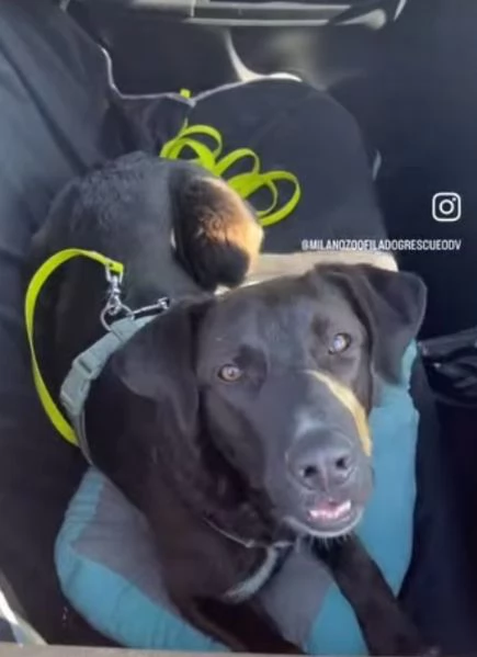 15mesi nero tg media salito mesi fa in stallo a Milano