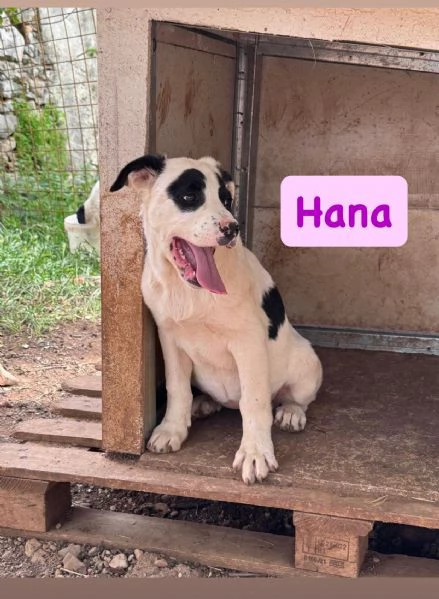 6cuccioli 7mesi e 1/2 futura tg media abbondante  COSENZA