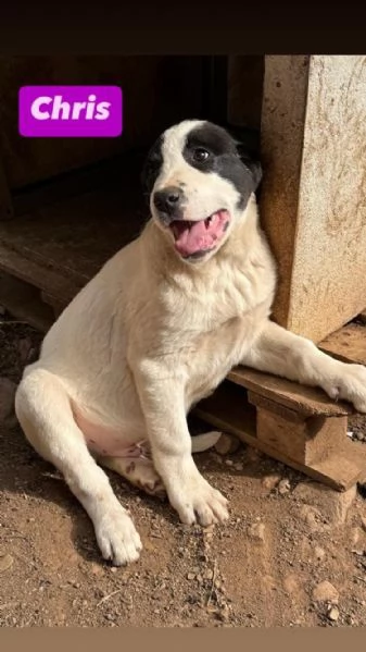 6cuccioli 7mesi e 1/2 futura tg media abbondante  COSENZA | Foto 4