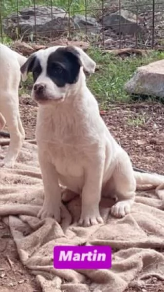 6cuccioli 7mesi e 1/2 futura tg media abbondante  COSENZA | Foto 3