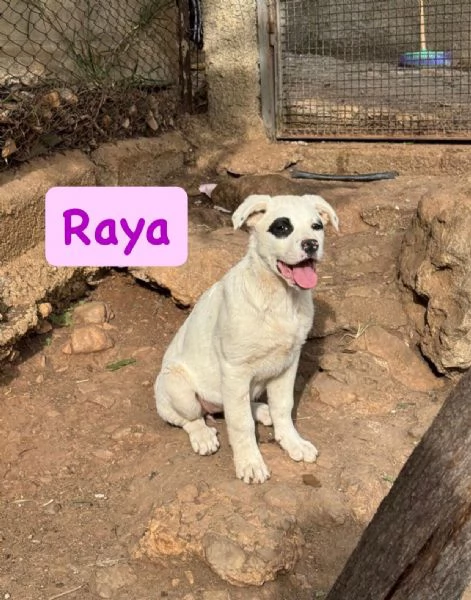 6cuccioli 7mesi e 1/2 futura tg media abbondante  COSENZA | Foto 2