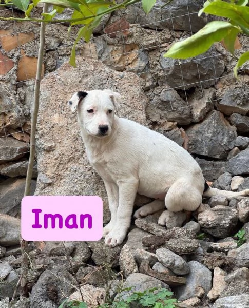 6cuccioli 7mesi e 1/2 futura tg media abbondante  COSENZA | Foto 1