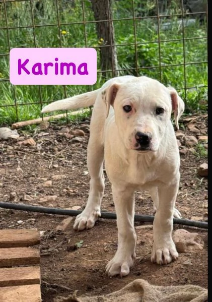 6cuccioli 7mesi e 1/2 futura tg media abbondante  COSENZA | Foto 0