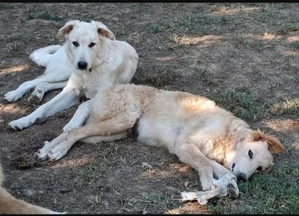 2fratellini 9mesi A FINE MESE ENTRANO IN CANILE! TOSCANA