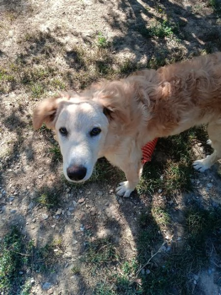 2fratellini 9mesi A FINE MESE ENTRANO IN CANILE! TOSCANA | Foto 3