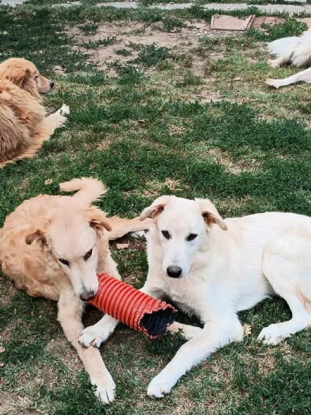 2fratellini 9mesi A FINE MESE ENTRANO IN CANILE! TOSCANA | Foto 2