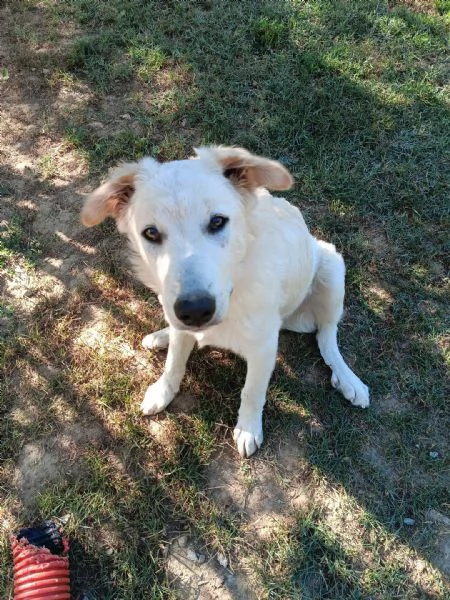 2fratellini 9mesi A FINE MESE ENTRANO IN CANILE! TOSCANA | Foto 1
