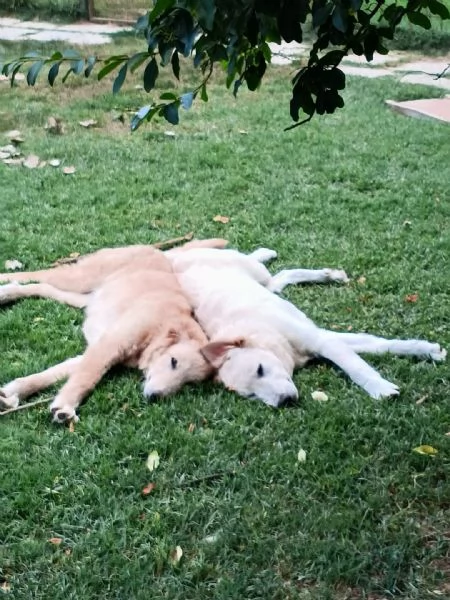 2fratellini 9mesi A FINE MESE ENTRANO IN CANILE! TOSCANA | Foto 0
